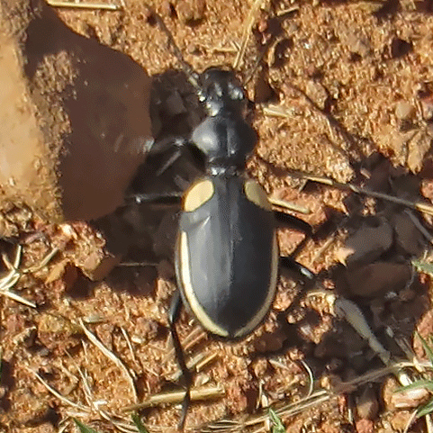 Anthia omoplata